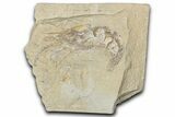 Cretaceous Fossil Shrimp - Lebanon #349657-1